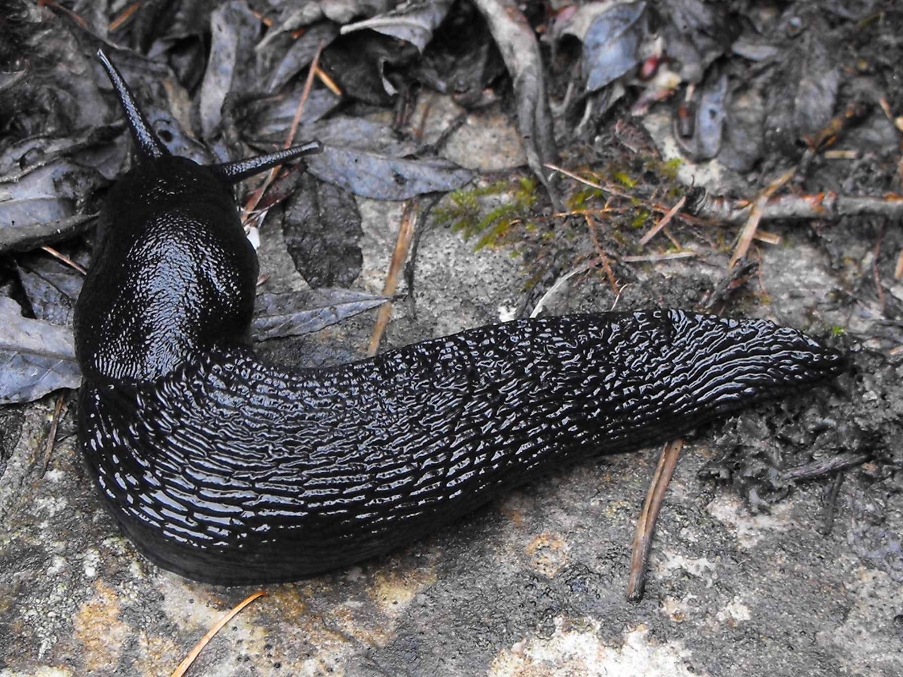 Limax nero del cuneese